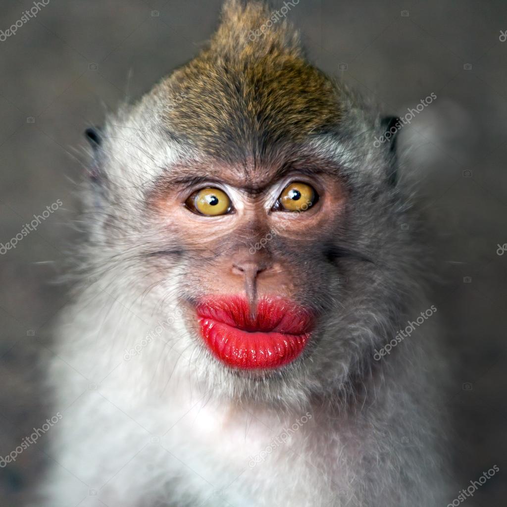 Lustiger Affe mit roten Lippen - Stockfotografie: lizenzfreie Fotos