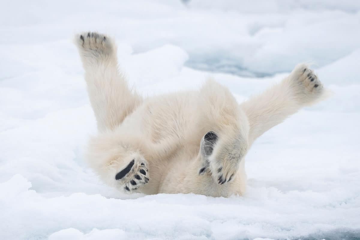 Eisbär: Der Klimawandel bedroht seinen Lebensraum I WWF