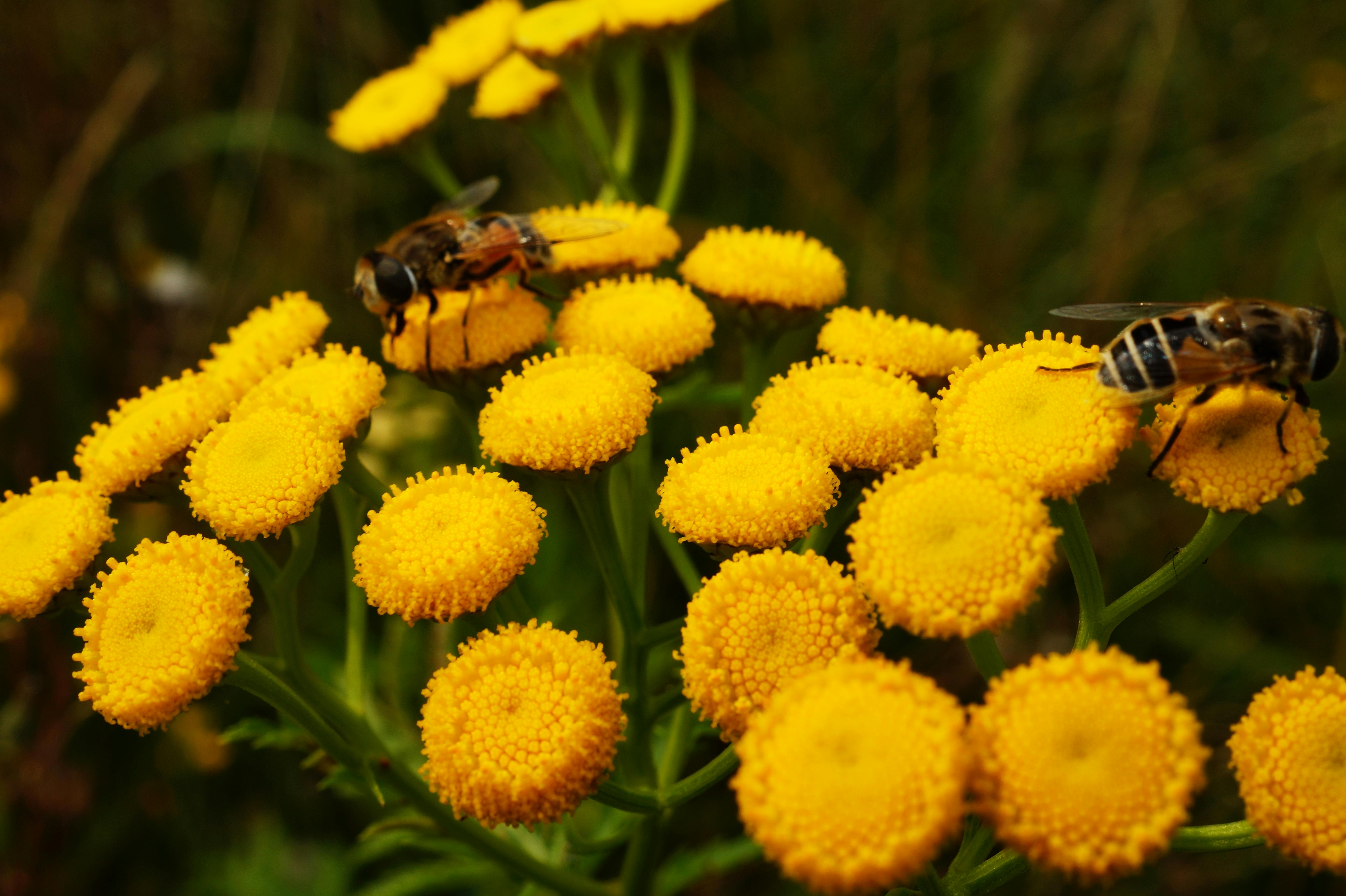 250+ Bienen Fotos · Pexels · Kostenlose Stock Fotos