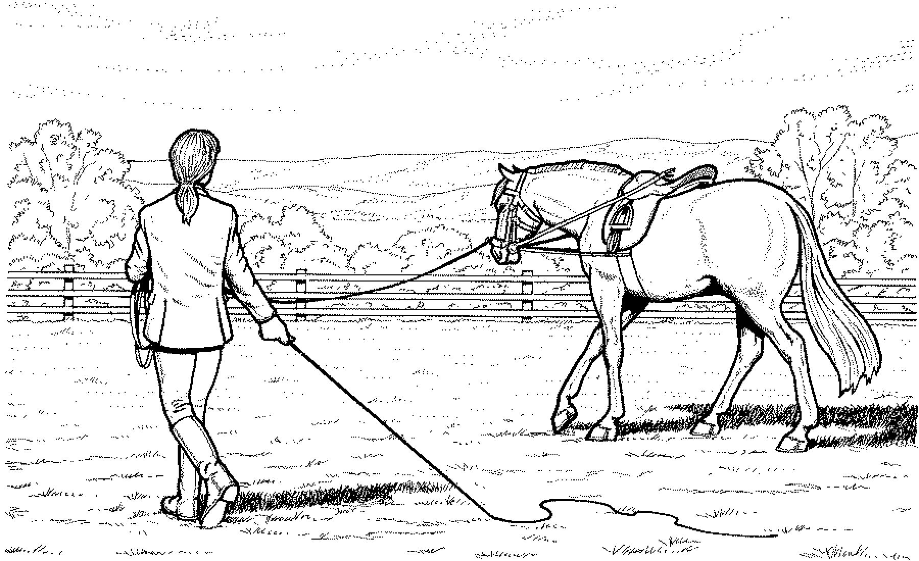 Ausmalbilder Pferde Mit Reiterin | Farm animal coloring pages, Horse