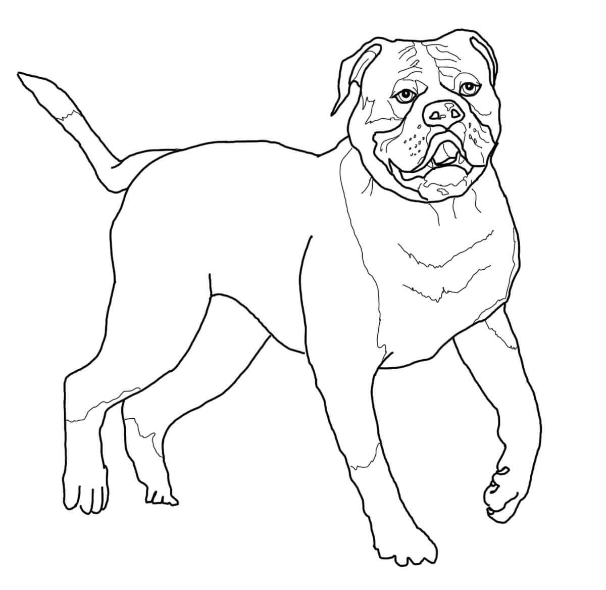 American Bulldog Coloring Page - Free Printable Coloring Pages